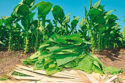 The other dominican tobacco
