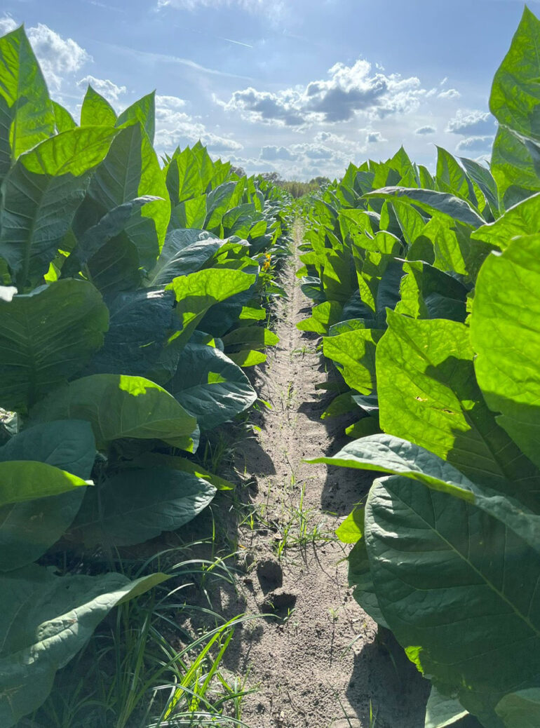 Florida Sun Grown tobacco spring crop completely destroyed