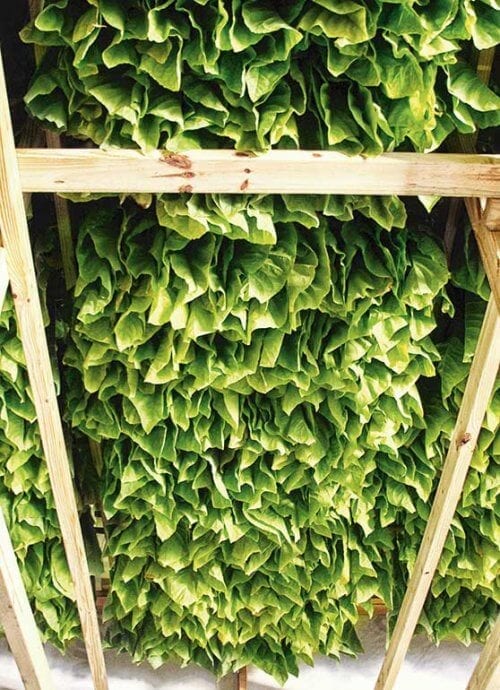 Curado: What Happens During the Drying of Tobacco Leaves?