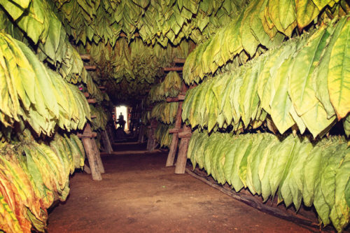 Maintaining the aromas of cigars