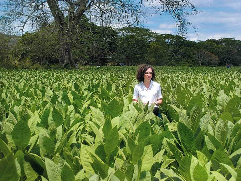 Maya Selva im Tabakfeld Honduras