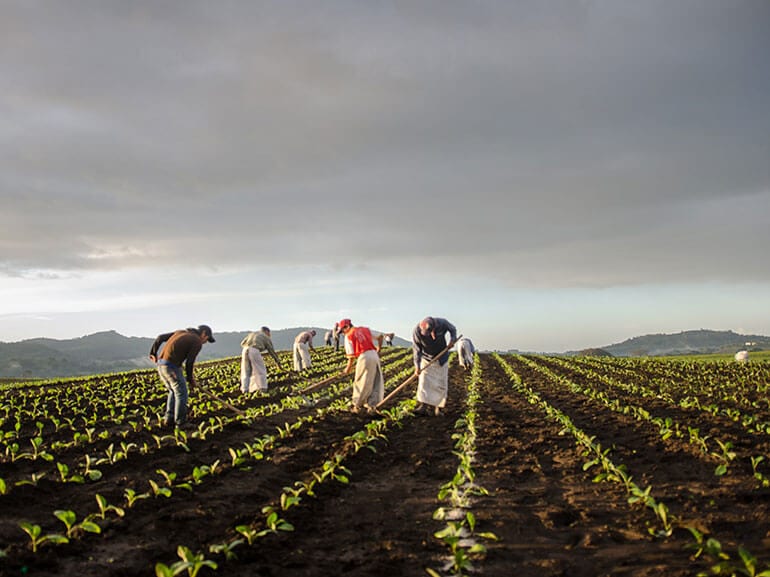 San Andrés Tobacco on the Take-Off to International Relevance