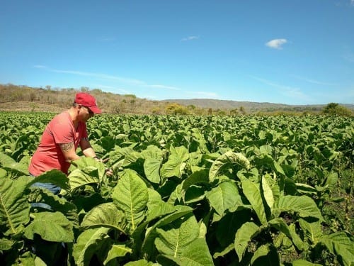 aj fernandez in the middle of tobacco plants inspecting tobacco field