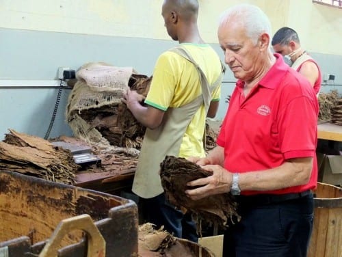 arnaldo bichot maestro ligador sensory examination tobacco leaves