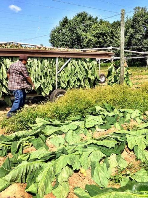 Broadleaf Tobacco Harvest in Connecticut