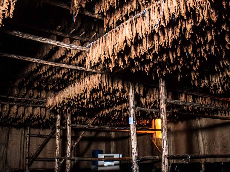 Camacho Drying Barn