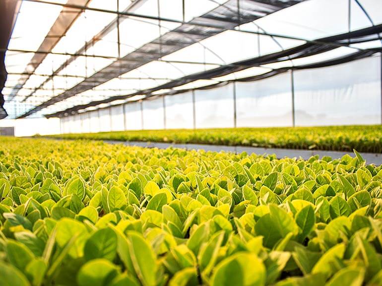 Camacho tobacco
