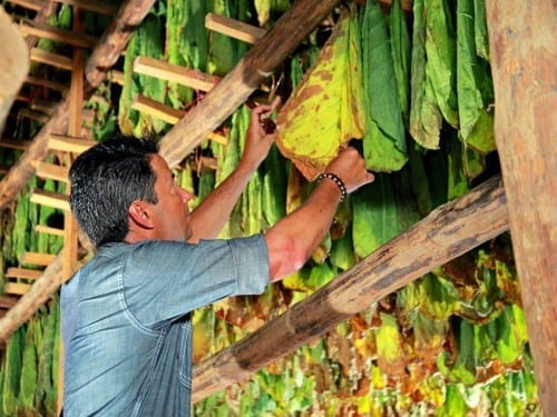 cao cigars master blender rick rodriguez tobacco leaves drying