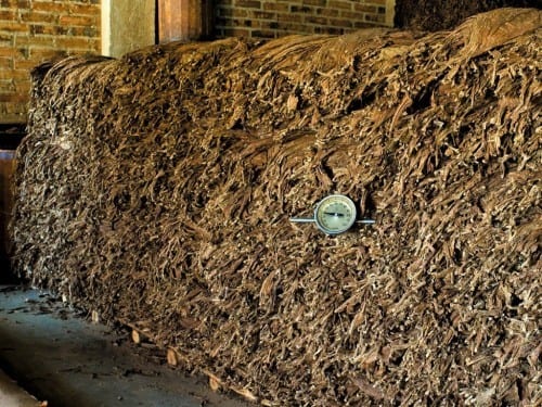 fermentation cuban black tobaccco