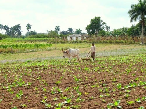 festival del habano tobacco farmer experiment summer sowing