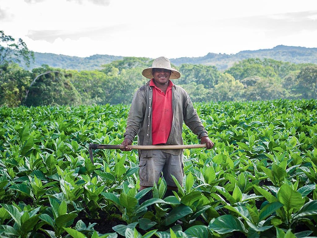 field worker tobacco field surrounding esteli