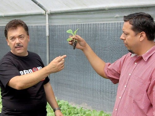 nick perdomo silvio mendoza explaining unique tobacco seedling growing system