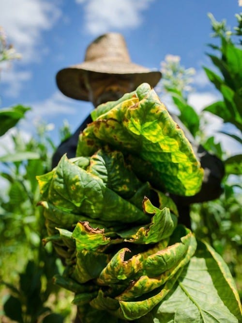 one day estanislao acosta tobacco leaves front