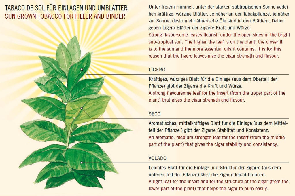 sun grown tobacco for filler and binder ligero seco volado