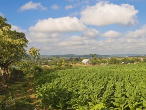 tobacco plantation pinar del rio vuelta abajo cuba sun grown