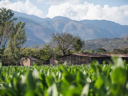 valladares tobacco fields